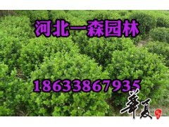 河北一森園林精品衛矛供應——打造優質園林綠化工程