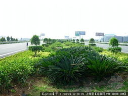 道路綠化 從設計到養護的全景展示