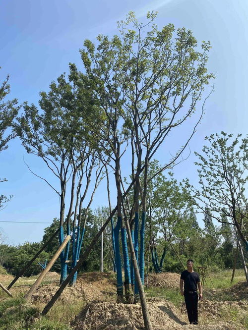 苗多多實(shí)地認(rèn)證景湖苗木 綠化養(yǎng)護(hù)專業(yè)指南