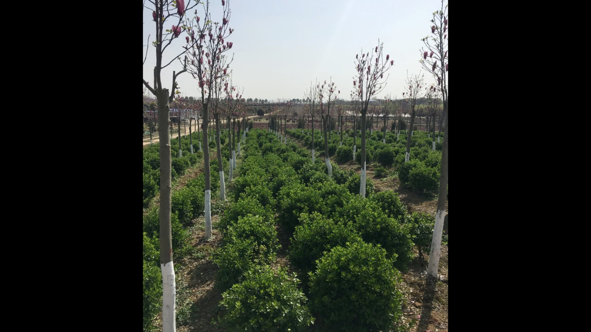 專業園林綠化景觀工程與養護服務