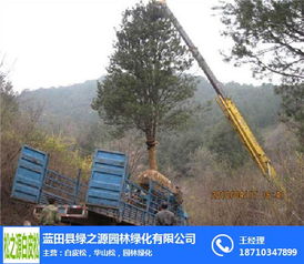 白皮松 優質苗木的選擇、推薦與綠化養護全攻略