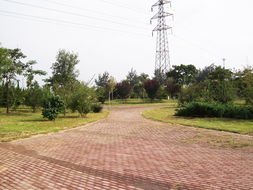 方源園林花木 匠心鑄就綠色邯鄲，專業服務城市綠化